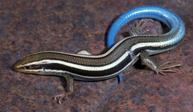 snake lizard in nigeria