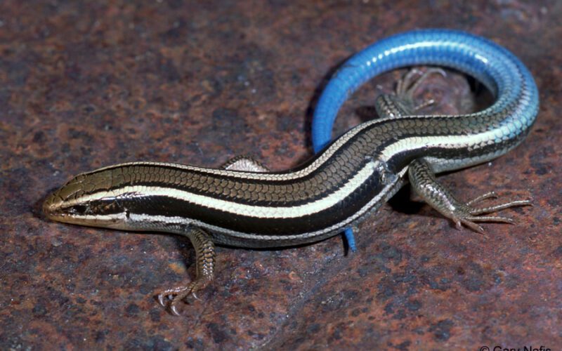 snake lizard in nigeria