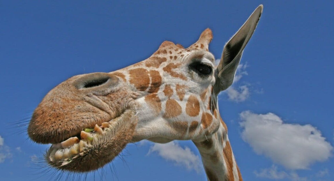Dumbest Animals in the World