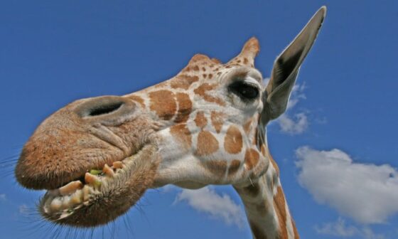 Dumbest Animals in the World